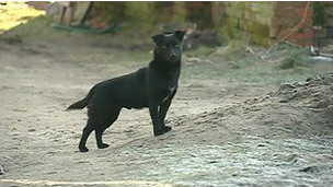 波蘭3歲女孩寒夜走失小狗徹夜守候使其幸存(圖)